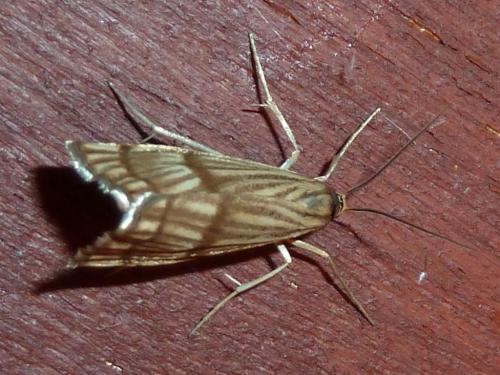 Réf. 183 752 : Chrysocrambus linetella